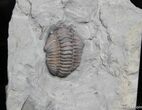 Flexicalymene Trilobite Fossil From Indiana #1001-2